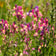 Baby Snapdragon Seeds|Linaria, Baby Snapdragon, Moroccan Toadflax