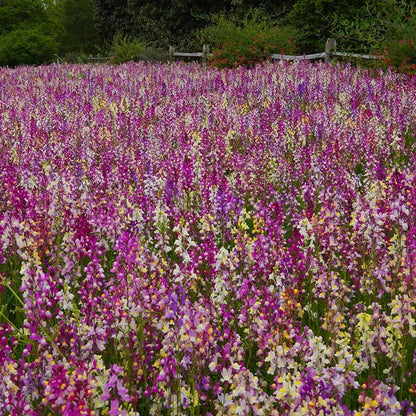 Baby Snapdragon Seeds