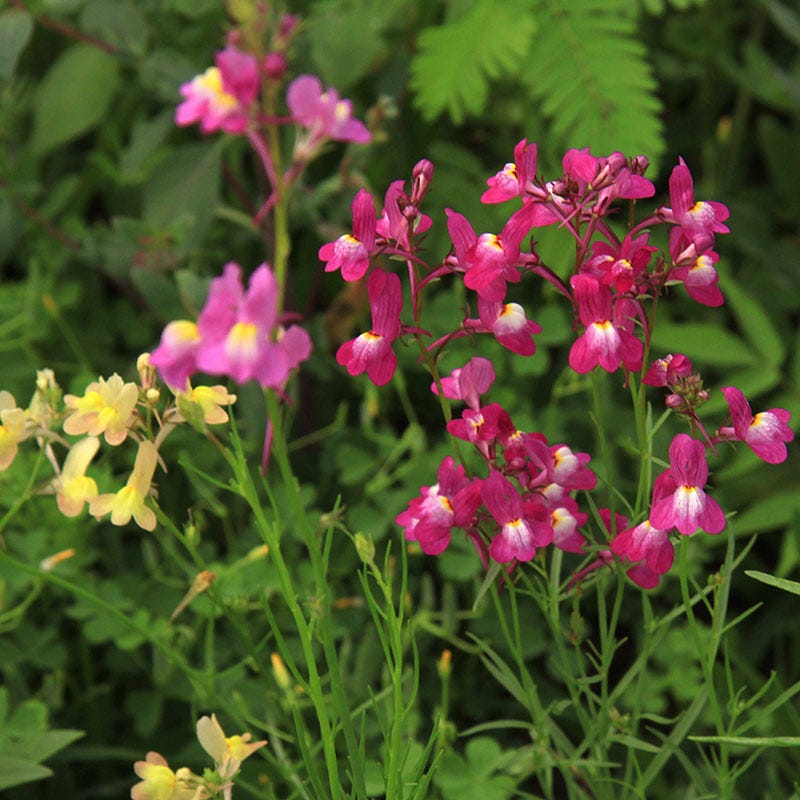 Baby Snapdragon Seeds