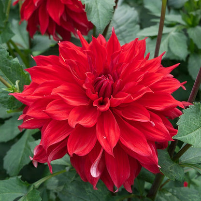 Radiant Dinner Plate Dahlia Collection