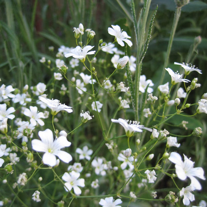 Baby's Breath Seeds | White