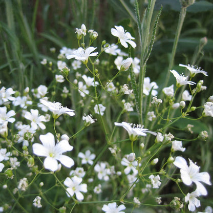 Baby's Breath Seeds