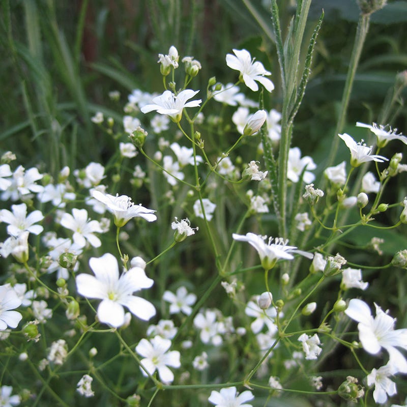 white flower seed mix White Wildflower Seed Mix
