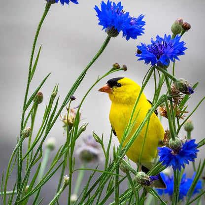 Blue Cornflower or Bachelor Button Seeds