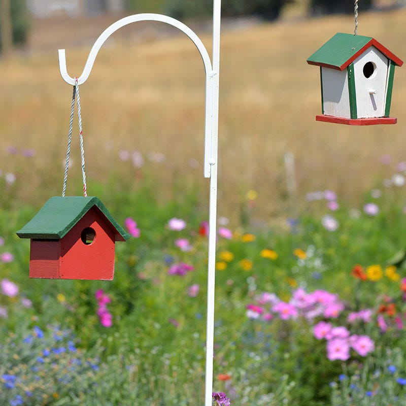 Backyard Birding Wildflower Seed Mix