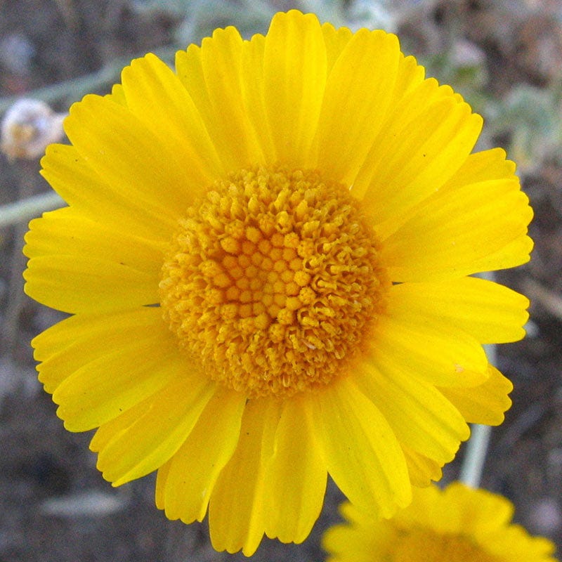 american marigold seeds Desert Marigold Seeds | Yellow