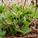 Balansa Clover Seeds
