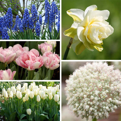 Ballerina Flower Bulb Collection