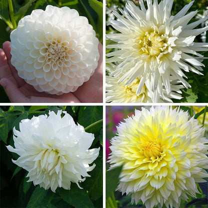 Banana Cream Pie Dahlia Collection