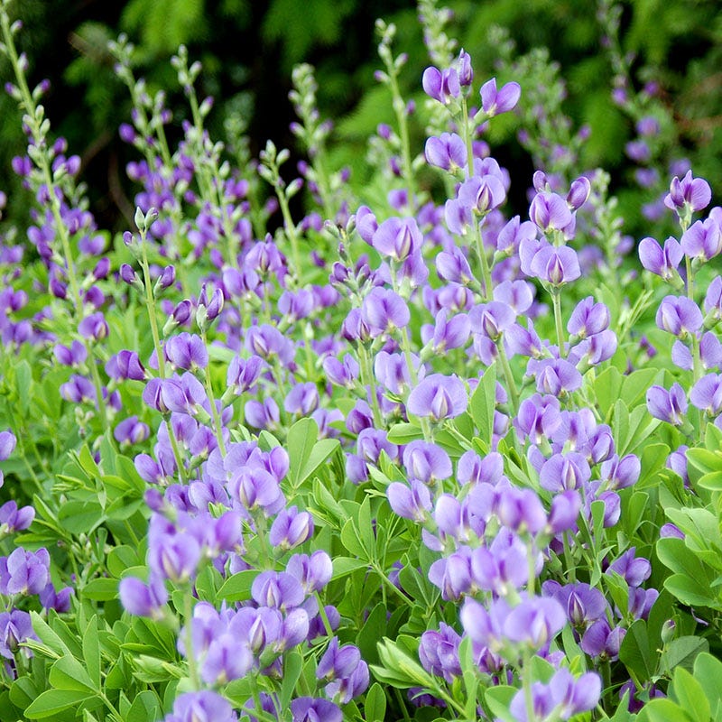 Baptisia