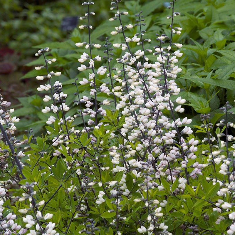 White Baptisia