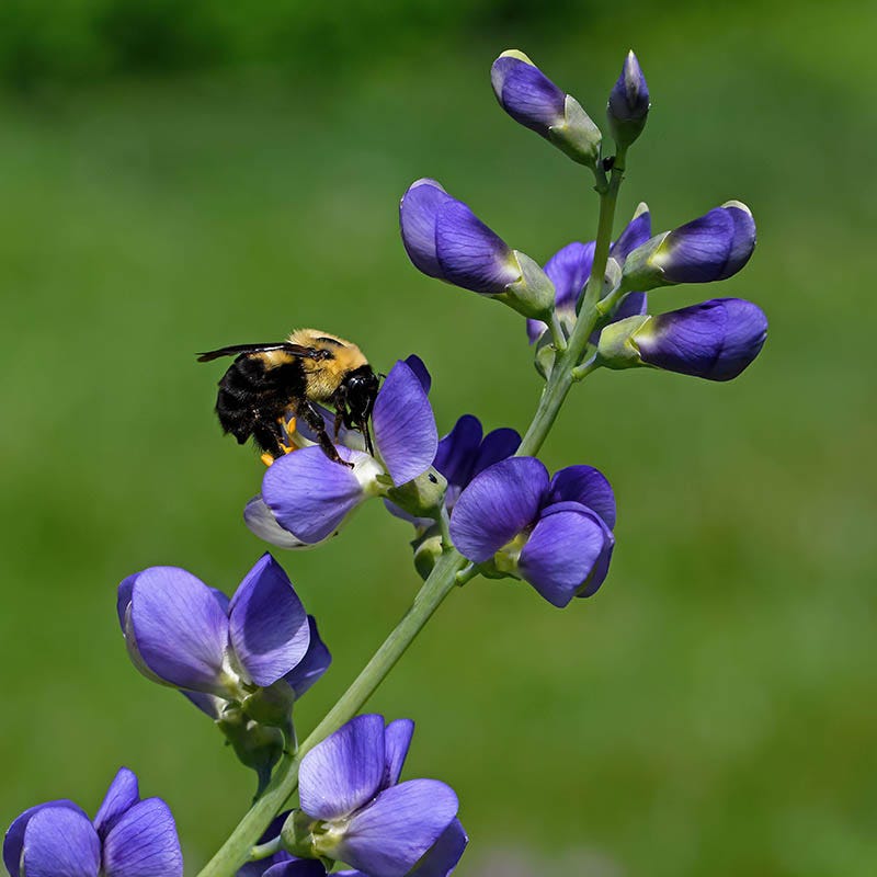Bumblebee Burrow Native Plant Collection