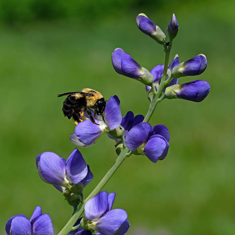Dwarf Blue Baptisia