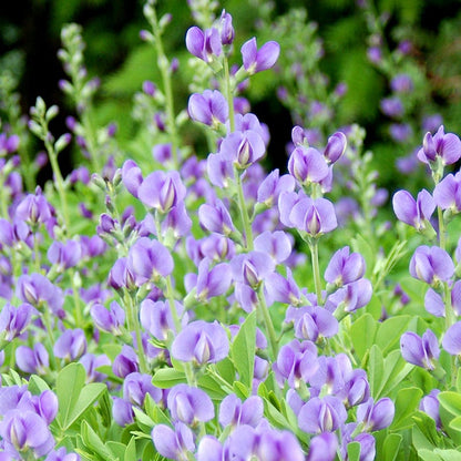 Bird Watcher Plant Collection