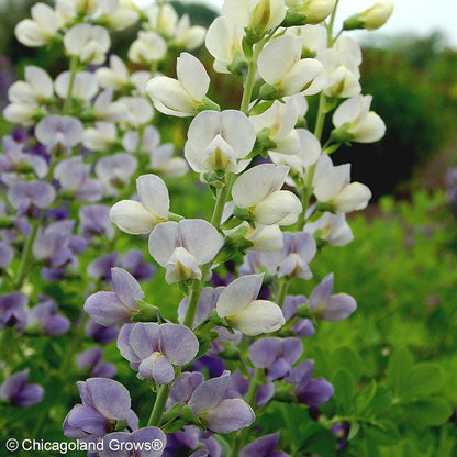 Lunar Eclipse Baptisia