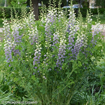 Lunar Eclipse Baptisia