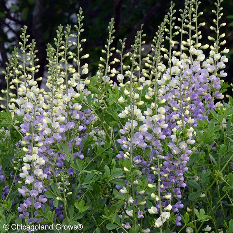 Lunar Eclipse Baptisia