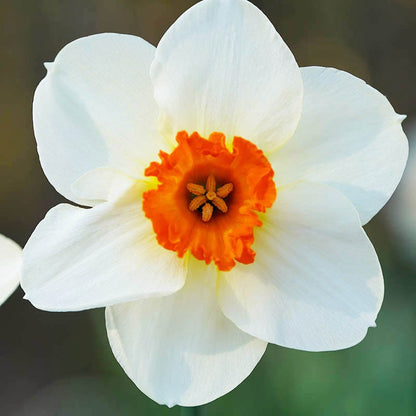 Barrett Browning Small Cupped Daffodil