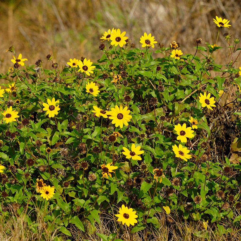 Beach Sunflower Seeds