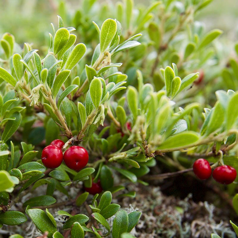 Bearberry