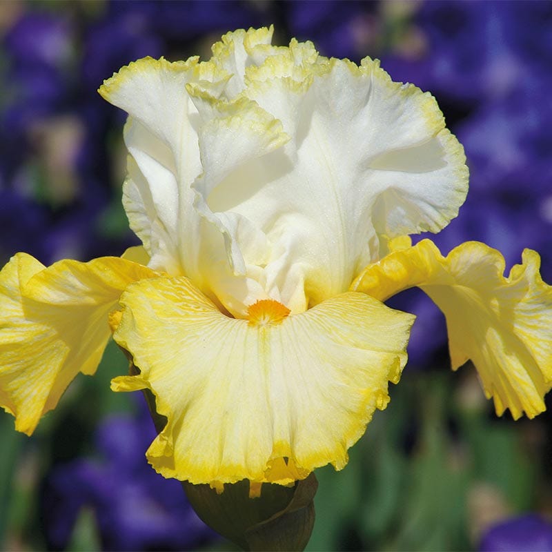 Better Than Butter Bearded Iris