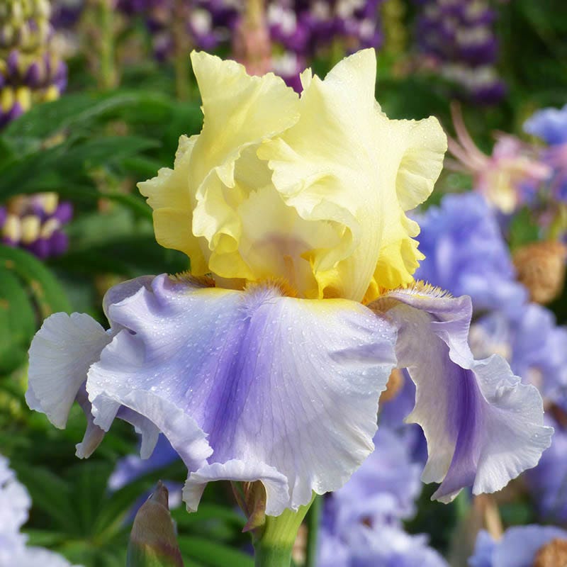Easter Candy Bearded Iris