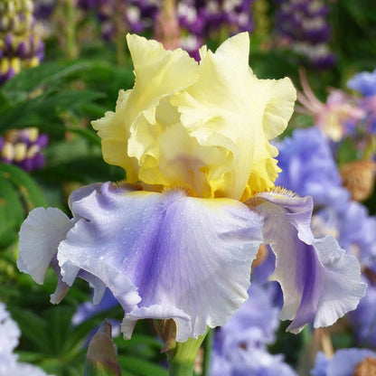 Easter Candy Bearded Iris