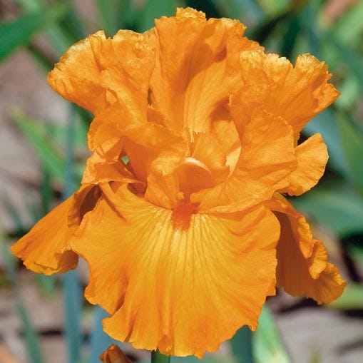 Berry Spice Bearded Iris Collection