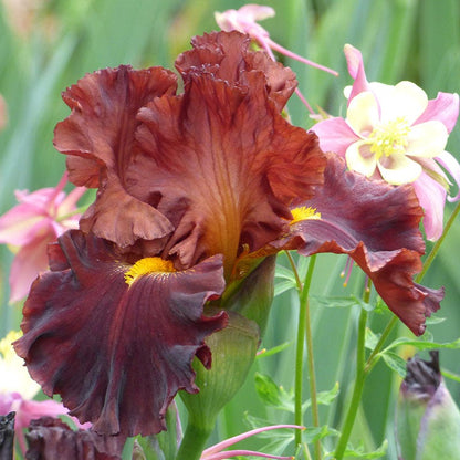 Valentino Bearded Iris