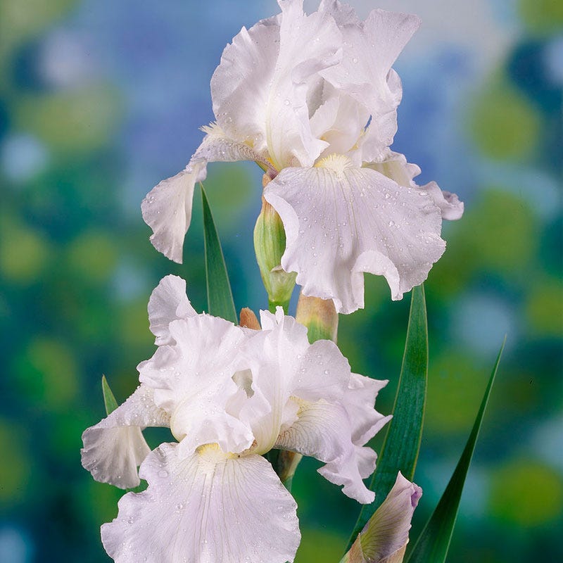 Immortality Reblooming Bearded Iris