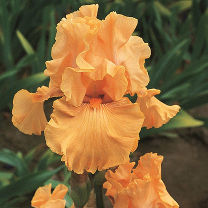 Rainbow Bearded Iris Collection