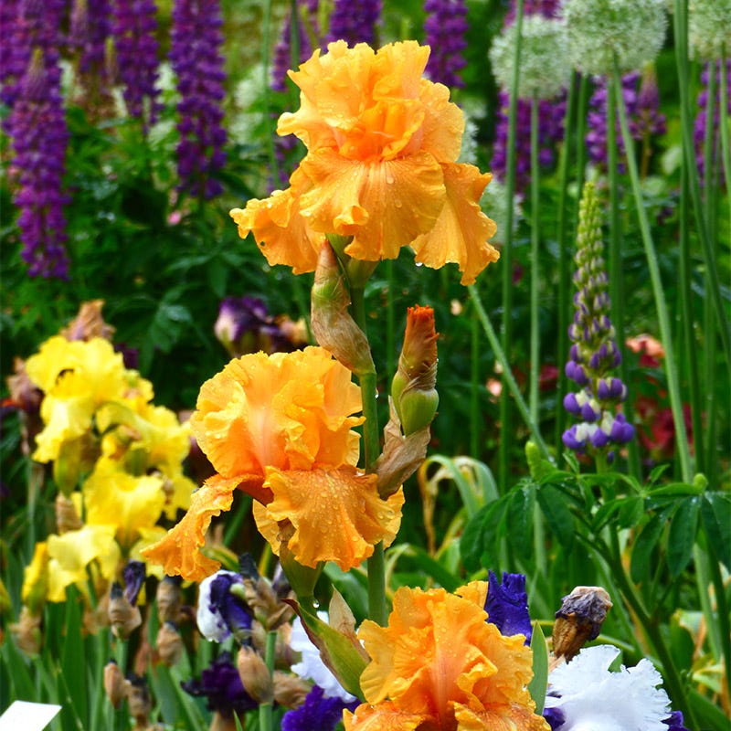 Mango Entree Bearded Iris