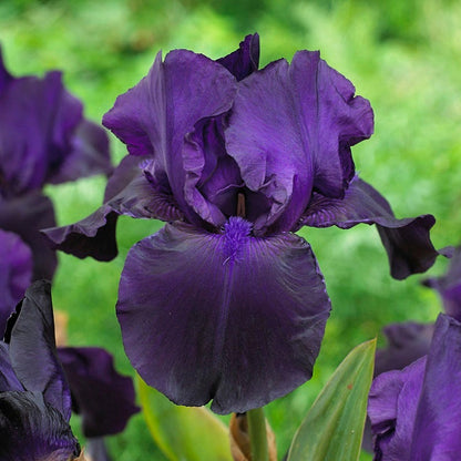 Matinata Bearded Iris