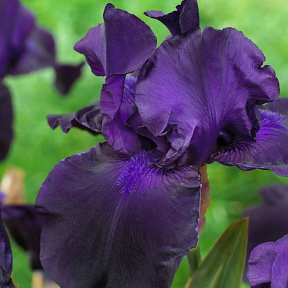 Matinata Bearded Iris