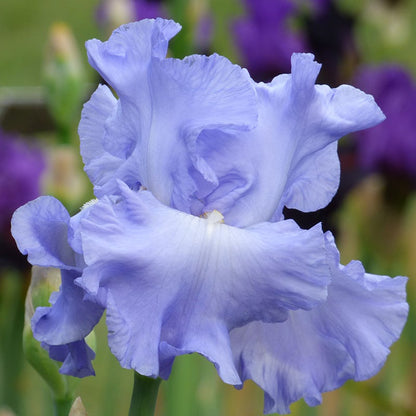 Rainbow Bearded Iris Collection