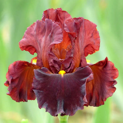 Gothic Spring Bearded Iris Collection