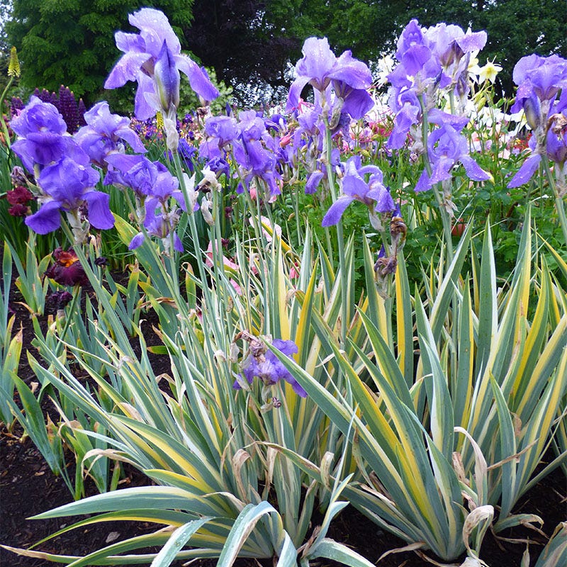Variegated Gold Bearded Iris