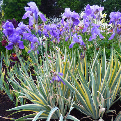 Variegated Gold Bearded Iris