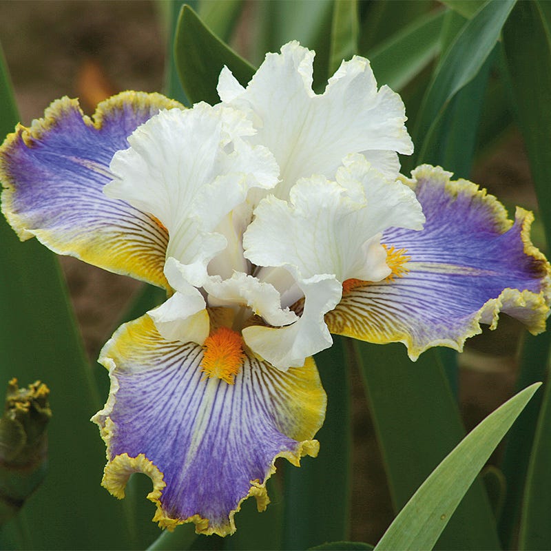 Wild Angel Bearded Iris