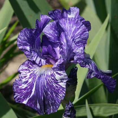 Batik Bearded Iris