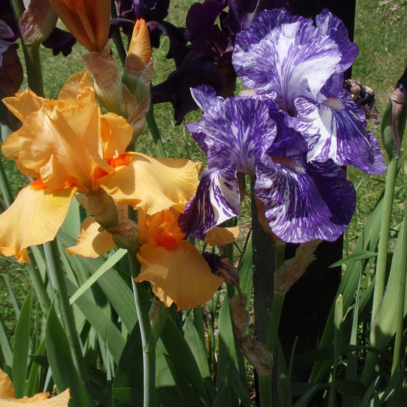 Batik Bearded Iris