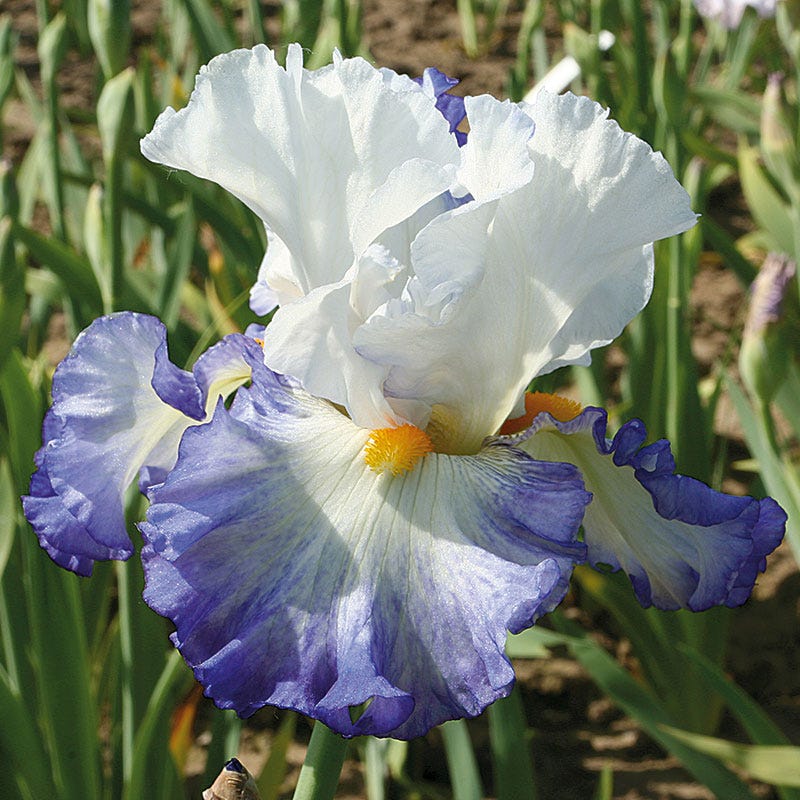 Brilliant Idea Bearded Iris