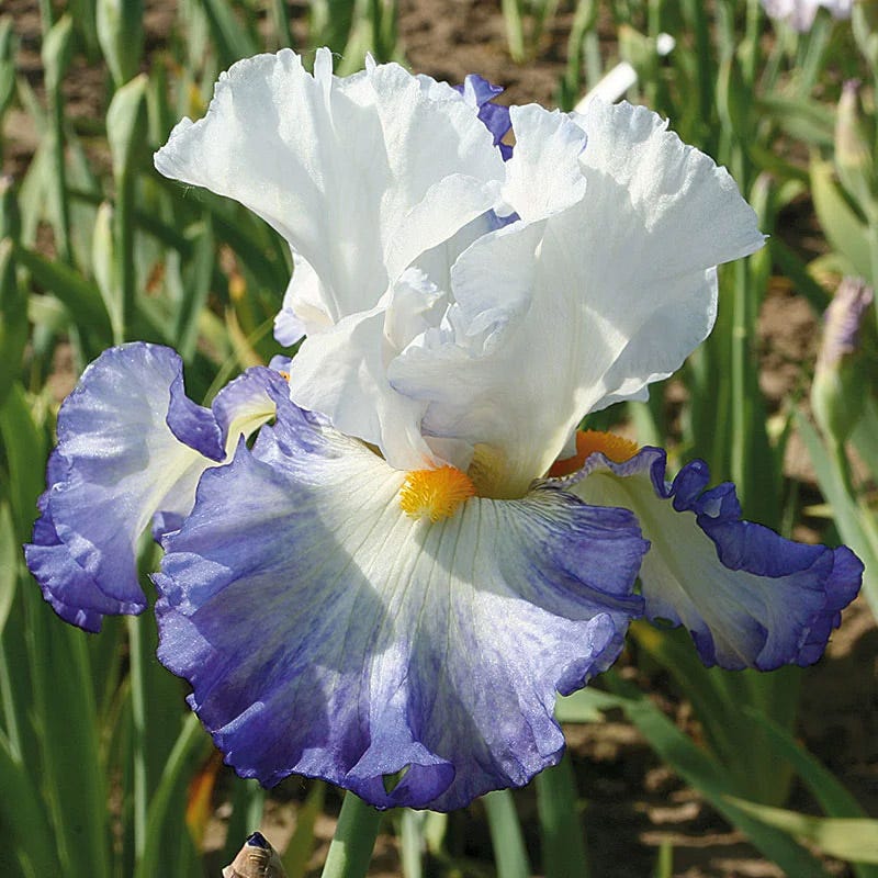 Enchanted Bearded Iris Collection - Thumbnail 2