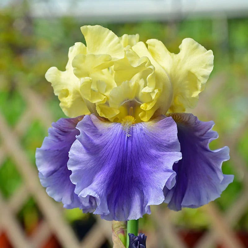 Blueberry Lemonade Bearded Iris Collection