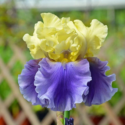 Blueberry Lemonade Bearded Iris Collection