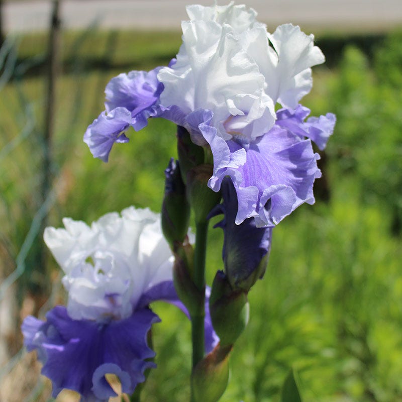 Mariposa Skies Reblooming Bearded Iris