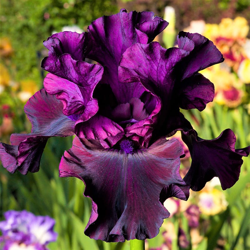 Gothic Spring Bearded Iris Collection