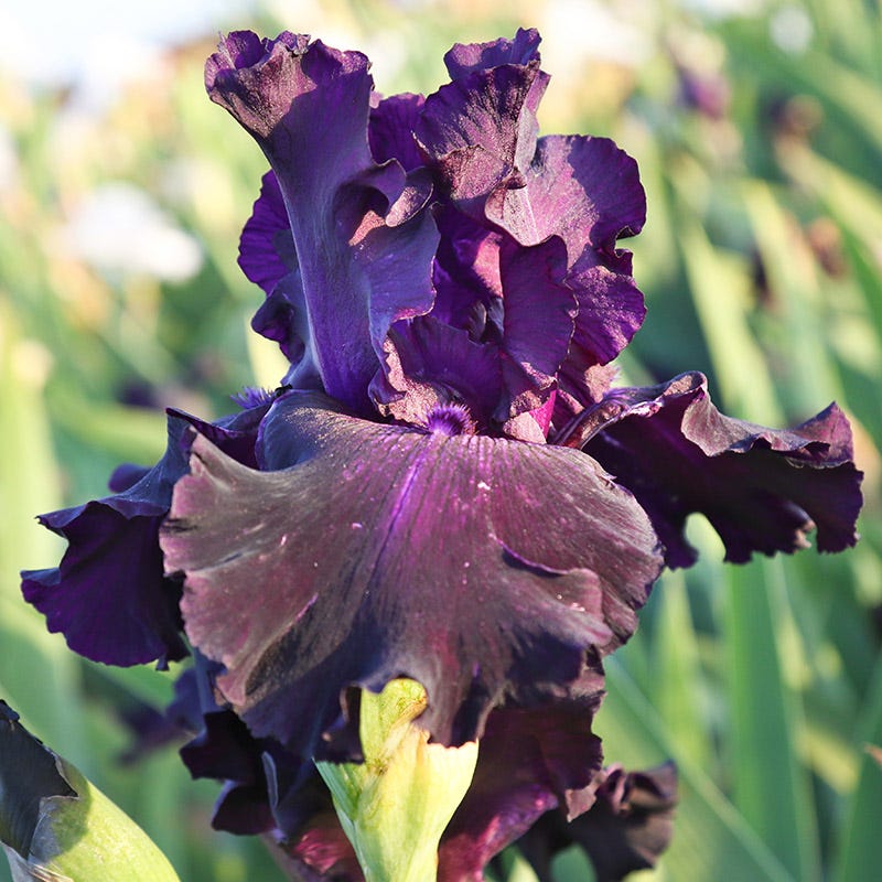 Ozark Rebounder Reblooming Bearded Iris