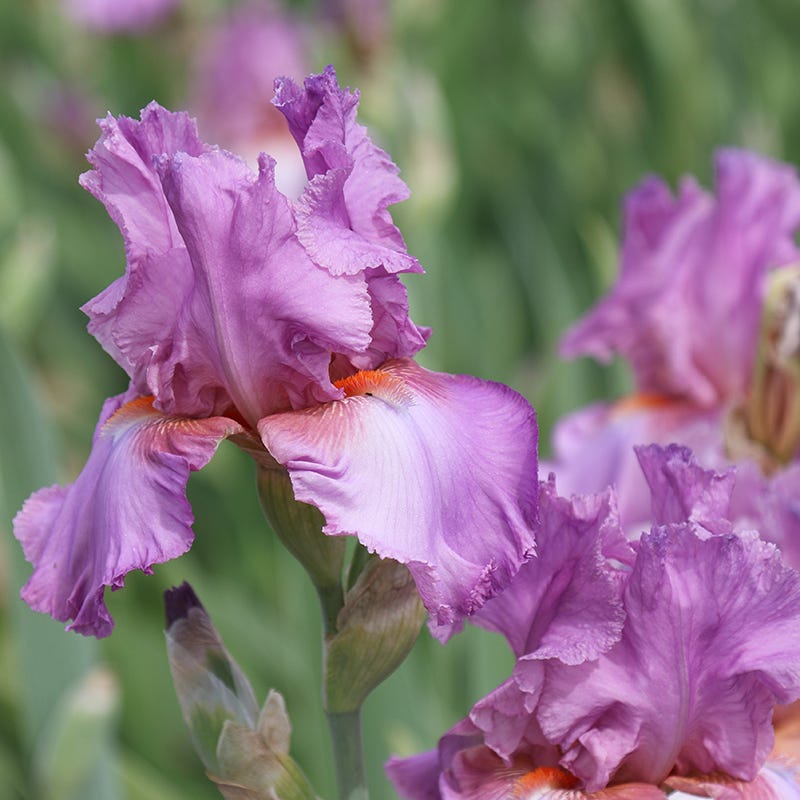 Persian Berry Reblooming Bearded Iris - Thumbnail 2