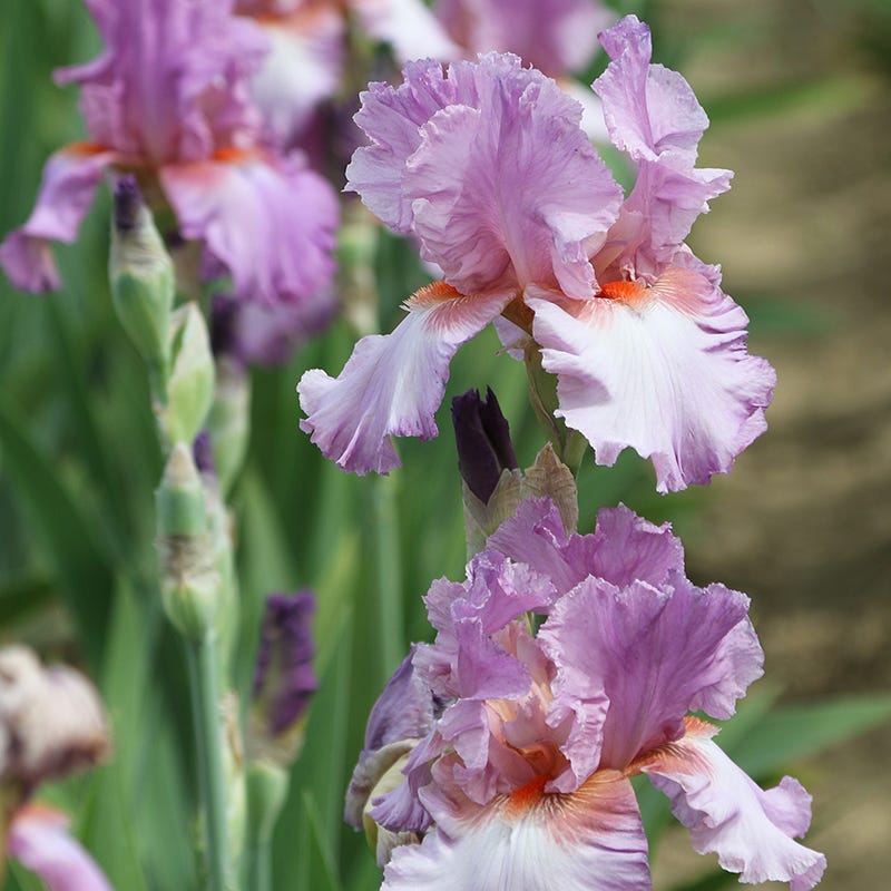 Persian Berry Reblooming Bearded Iris - Thumbnail 3